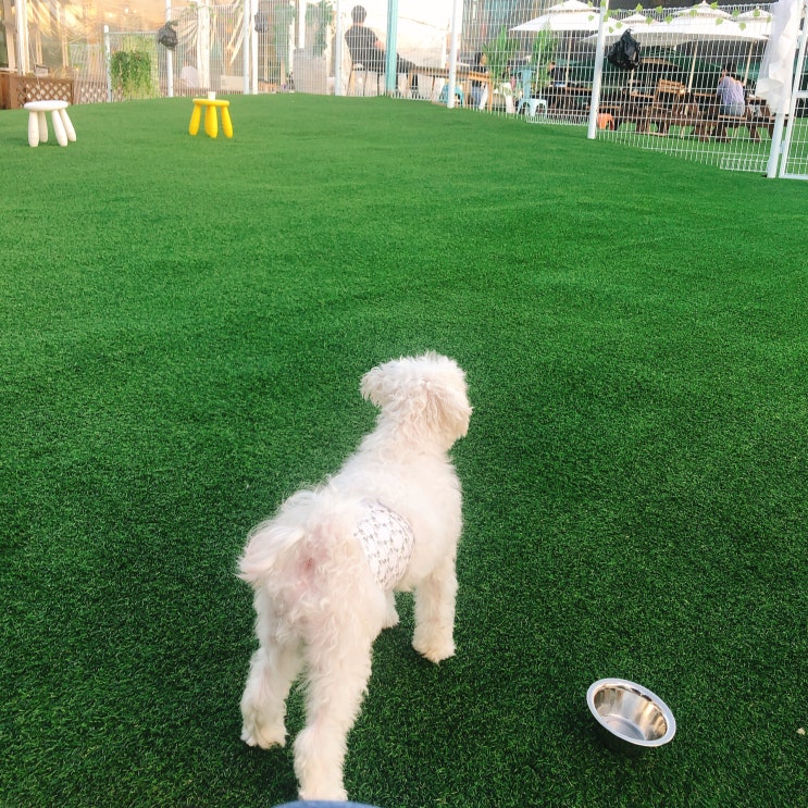  강아지와 용인 애견카페 개떼놀이터 다녀왔어요~!!