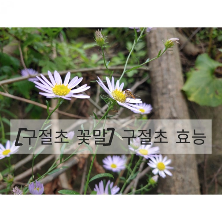  [구절초 꽃말 효능] 10월에 피는꽃 구절초에 대해 알아 볼께요~