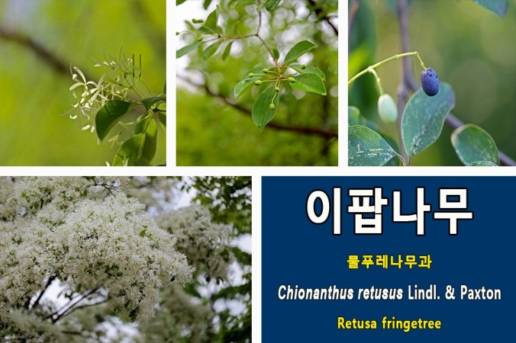 이팝나무[Chionanthus retusus](2)꽃과 열매에 관하여...물푸레나무과 낙엽활엽교목