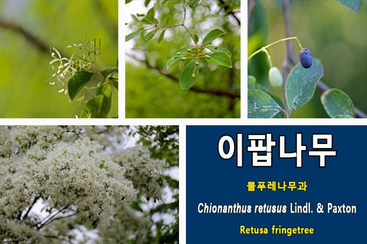  이팝나무[Chionanthus retusus](2)꽃과 열매에 관하여...물푸레나무과 낙엽활엽교목