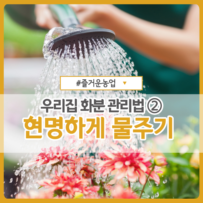  화분 물주기, 현명하게 주자! :: 식물 박사가 알려주는 우리집 화분 관리법 ②