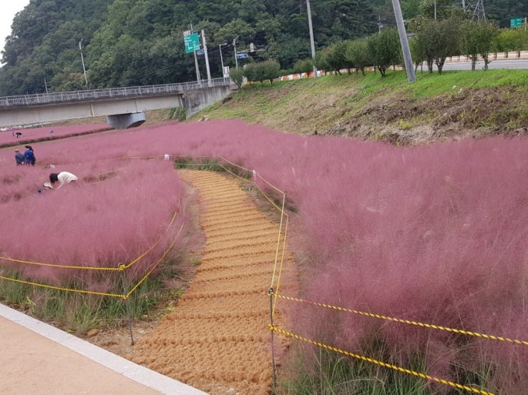 경북 고령 가을 여행 : 핑크뮬리 & 코스모스 / 대구 근교 가볼만한 곳 / 사진찍기 좋은 곳 / 핑크뮬리 명소 2탄 어북실 / 고령 찹쌀떡 맛집 / 진미당 제과