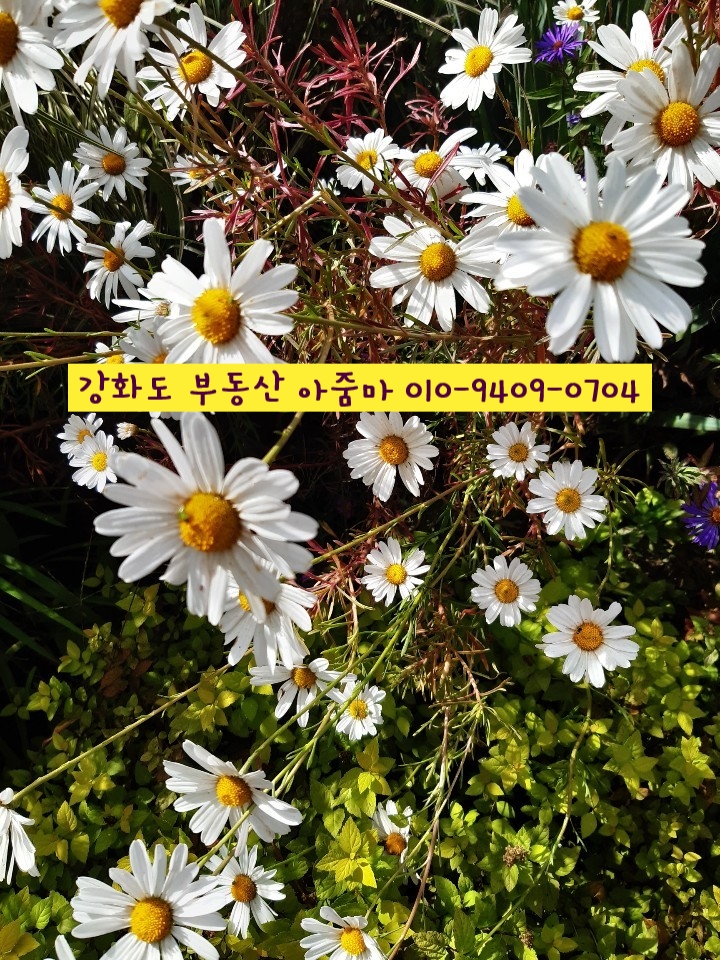  [201900559] 강화도 부동산 급매물(길상면/5986평) 1200평 버섯재배사로 허가 난 길상면 임야 급매! 2차. 3차. 개간 허가 나 관광농원 등 허가받아 5년 후 전원주택지로 활용!