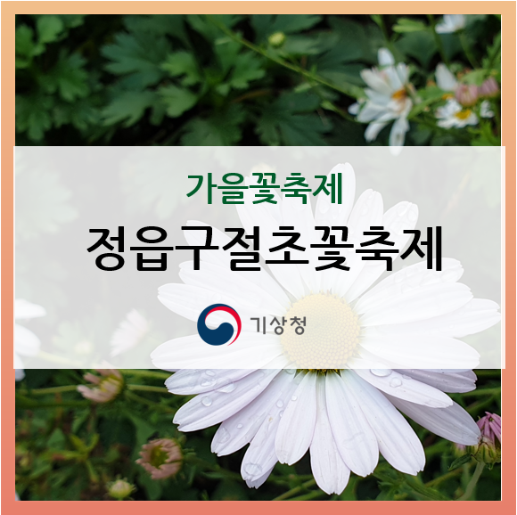  [가을꽃축제] 정읍 구절초 축제 나들이