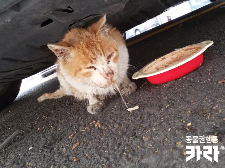 [시민구조치료지원]심각한 구내염으로 구조 된 길고양이 '아가'와 '삼돌이'