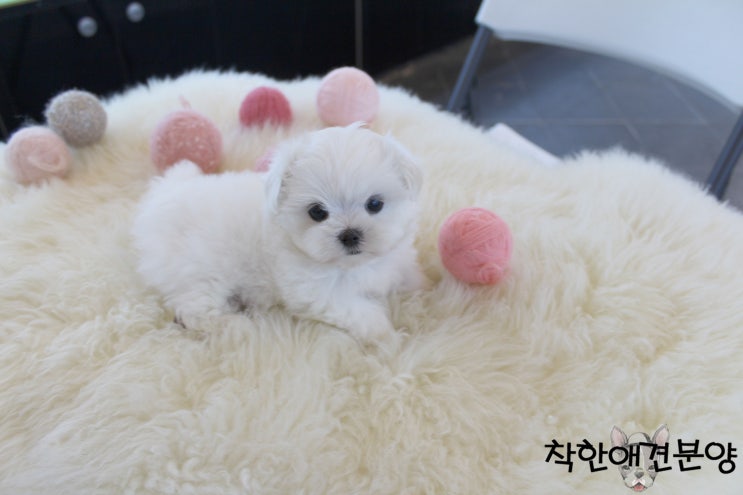  미니말티즈분양 개량종이아닌순종이에요