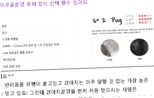  시흥토이푸들분양 후회 없이 선택 할수 있어요
