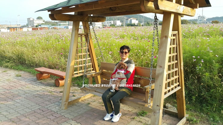  두리랑) 안산 " #대부도코스모스 " / 대부 해양관광본부 청사 유휴지