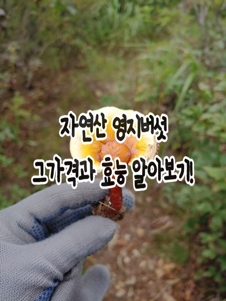 ️자연산️영지버섯️가격부터 효능 까지 !@!