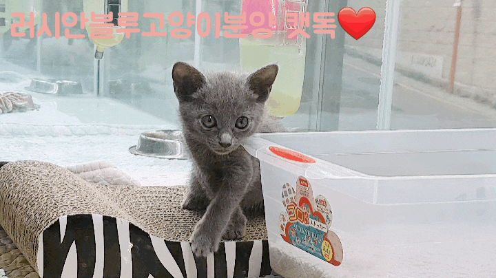  첫 반려묘 러시안블루에 대해서!