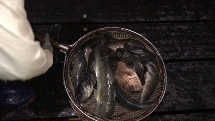  서산 창리 바다낚시 공원 야간좌대 가족과 함께하기 좋은 곳 좌대에서 쭈꾸미 갑오징어 꼴뚜기 고등어까지