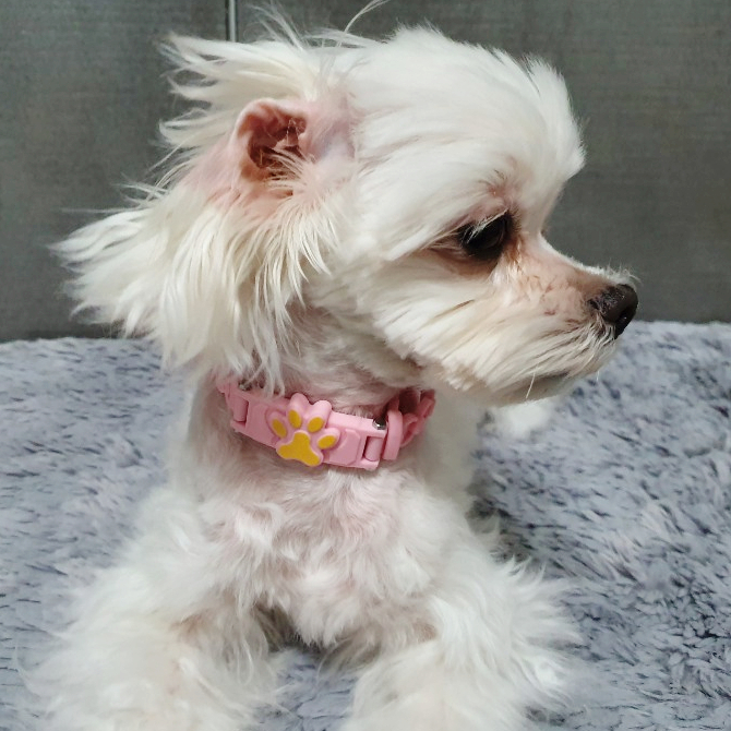  강아지목걸이 반디펫 비타민목걸이 면역력건강을 부탁해