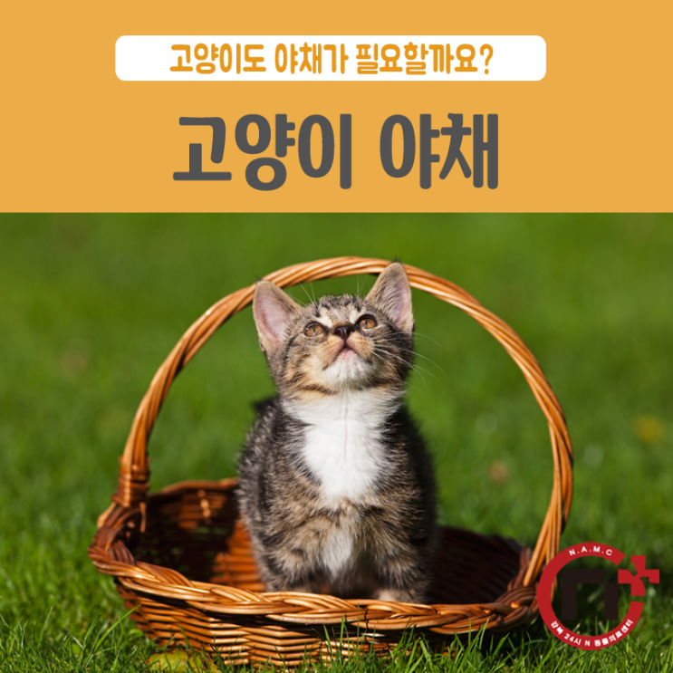  [강북24시] 고양이가 먹을 수 있는 야채, 고양이 채소, 고양이 야채