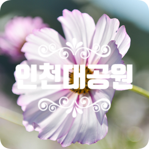 인천대공원 어울정원 코스모스 만발 인천대공원 어울정원 코스모스 만발