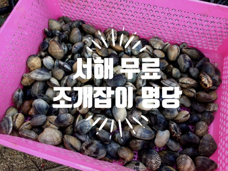  서해 무료 조개잡이(돚곡리)+당진왜목마을