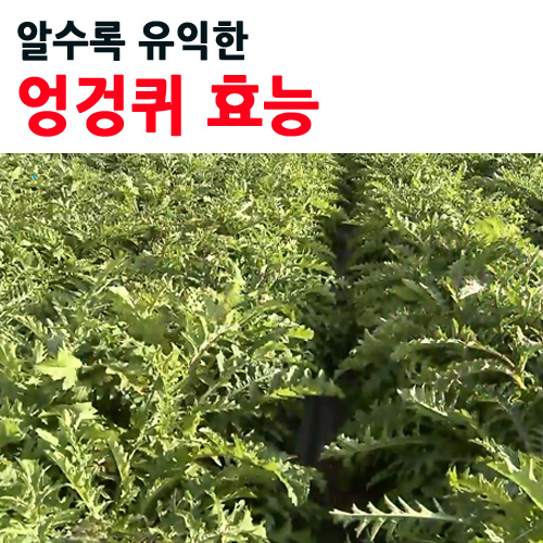  엉겅퀴 효능 - 아시는 분은 다 아는.. [무안초록마을]