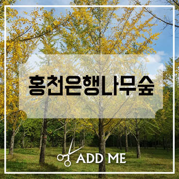  단풍구경은 이곳 홍천은행나무숲 10월 한달간 무료개방해요~!