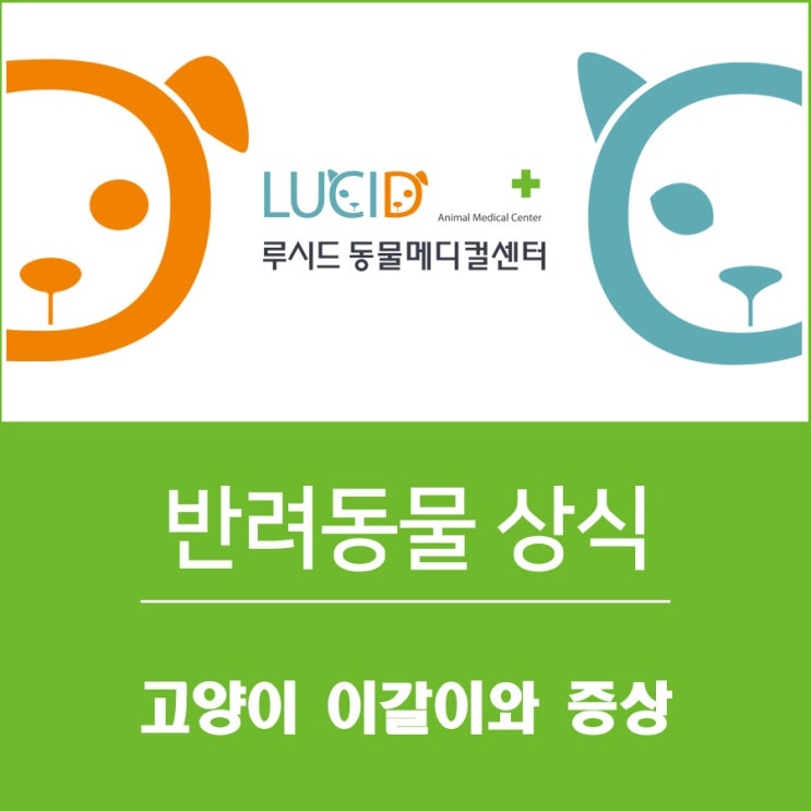  고양이 이갈이 시기의 증상 성북구 동물병원에서 알려드릴께요!