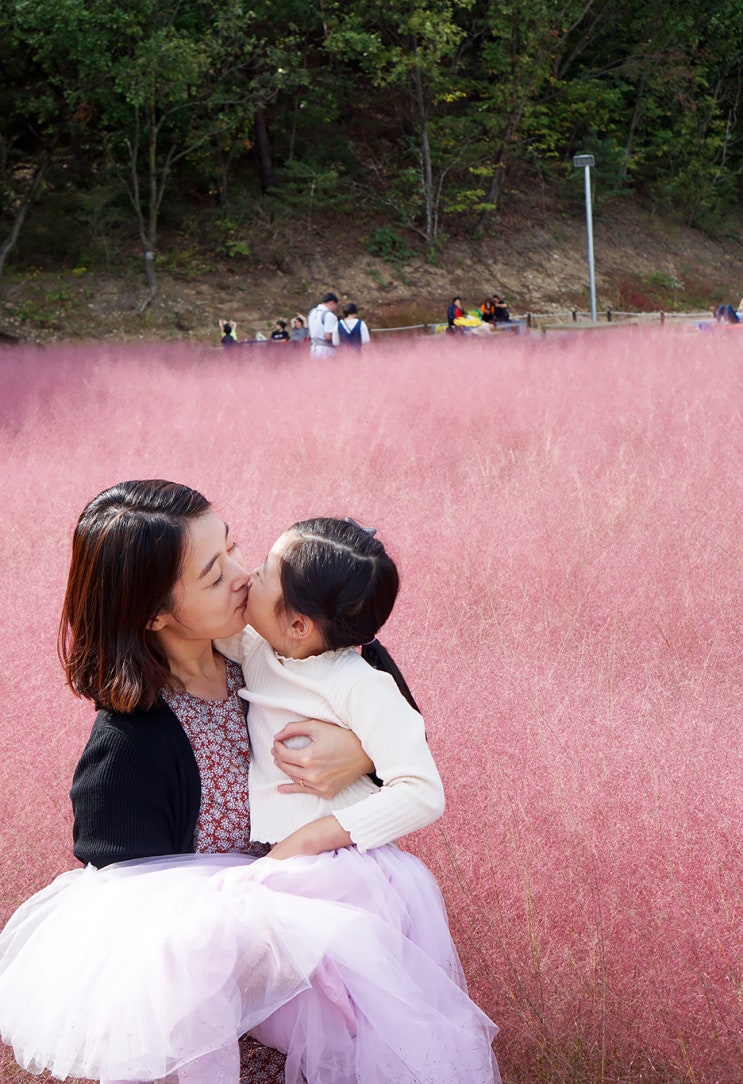  포천 평강랜드 핑크뮬리 / 바베큐 / 달빛산책 야간개장 아이와 가기 좋은 곳