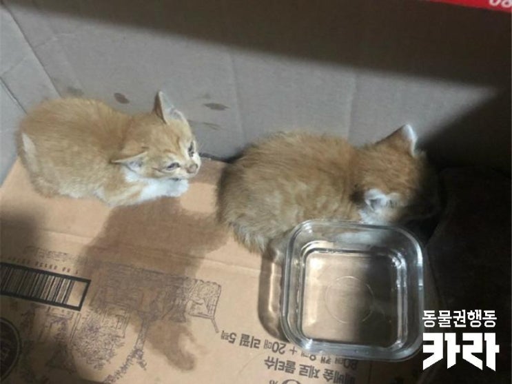  [시민구조치료지원]아파트 지하실 2층 높이의 배관에서 떨어진 새끼고양이 '씩씩이'