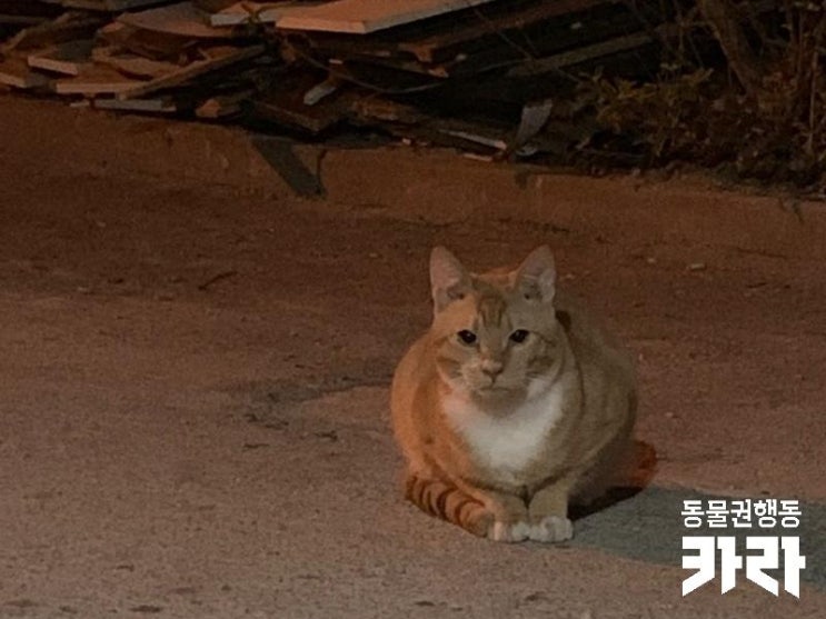 [시민구조치료지원]진돗개에게 물려 큰 부상을 당한채로 구조된 길고양이 '치치'