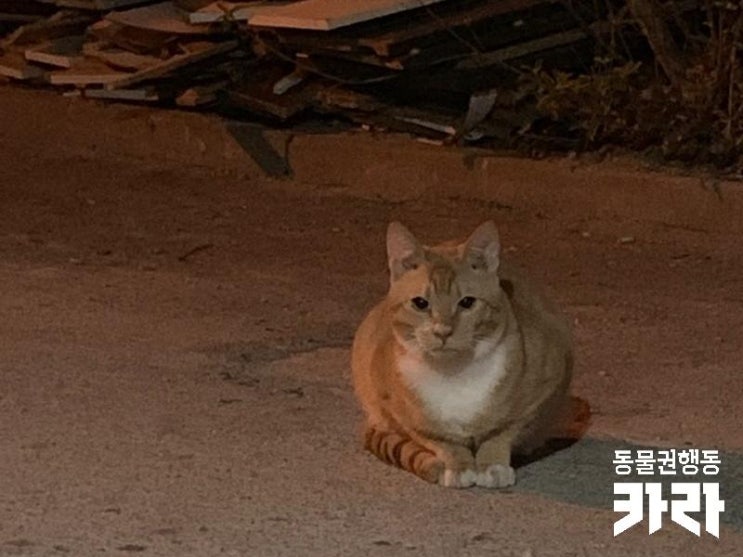  [시민구조치료지원]진돗개에게 물려 큰 부상을 당한채로 구조된 길고양이 '치치'