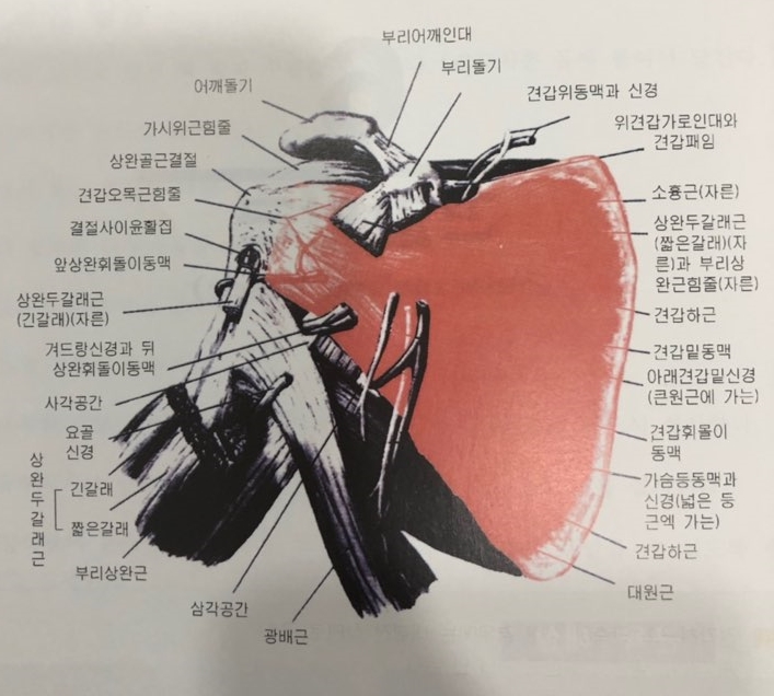  광코치의 근육학 #18번째 견갑하근