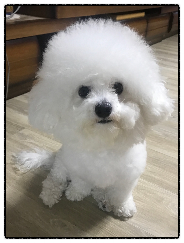  오랜만에 쓰는 작은비숑시오의 일상~ 간식도 먹고 밤 산책도 했어요.