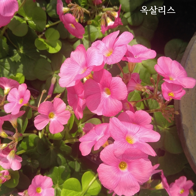  옥살리스 꽃이 아름다운 이유