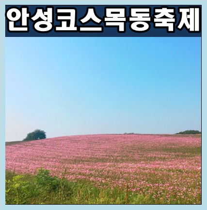  안성 코스목동 축제 아프리카돼지열병 확산 방지를 위해 취소~ 안성팜랜드는 정상운영되어요. 이용요금 및 셔틀버스에 대해 알아보아요.