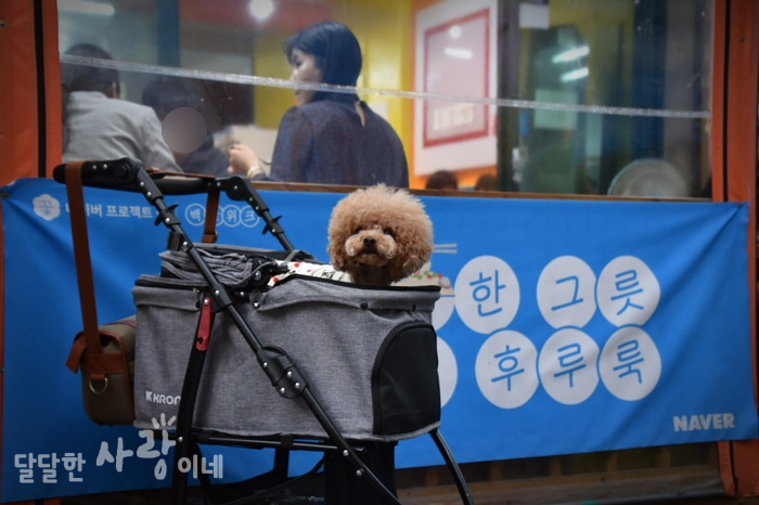  강릉 백반위크 애견동반 식당 이화국수에서 맛있는 한끼