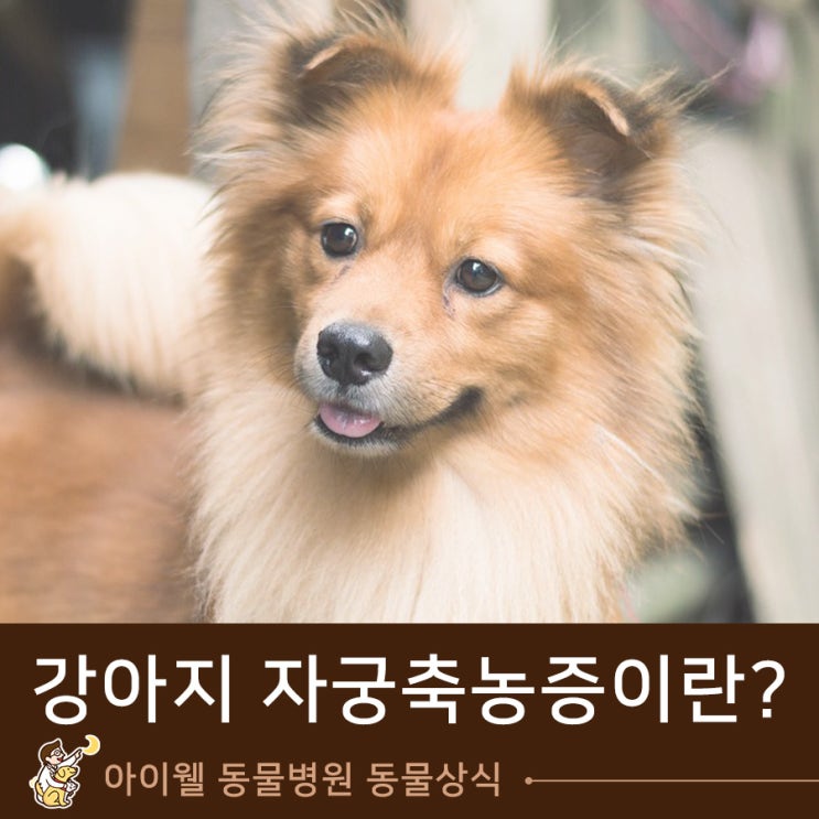  아현동 진료 잘하는 동물병원 : 강아지 자궁축농증이란?
