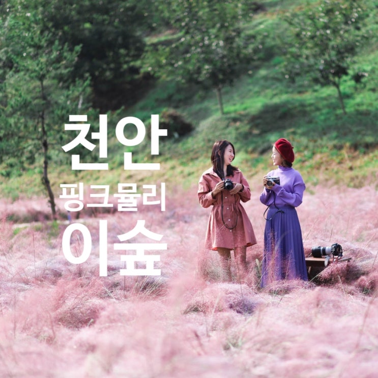  천안 핑크뮬리   이숲  : 핑크뮬리 인생사진 명소