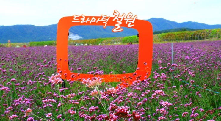  철원 DMZ 평화 꽃송이축제 여행이 더 즐겁다