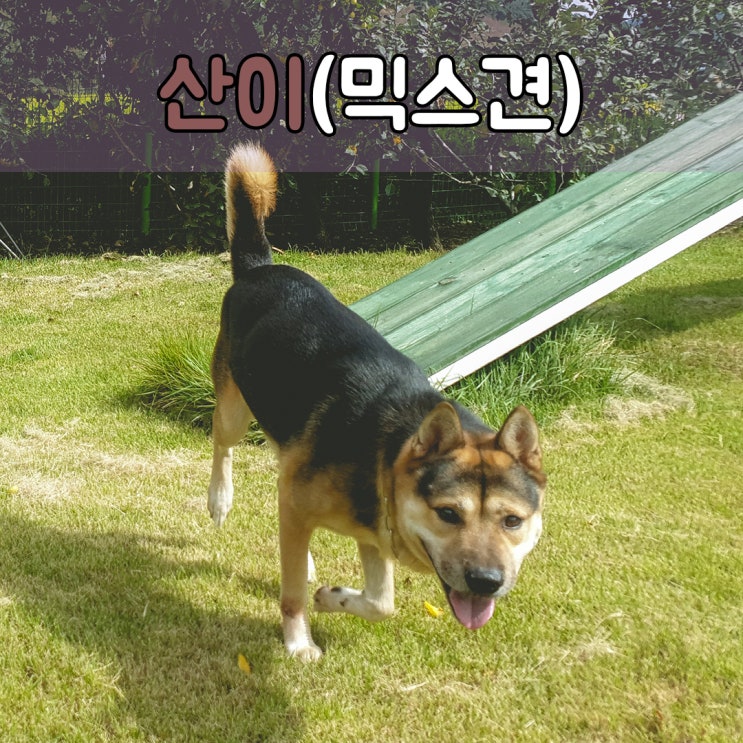  하루종일 가두어 놓는 애견호텔이 아닙니다. 넓은 운동장이 있는 #부산애견호텔 #김해애견호텔