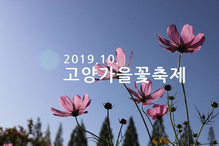 [고양가볼만한곳] 고양가을꽃축제 2019고양가을꽃축제~ 일산호수공원