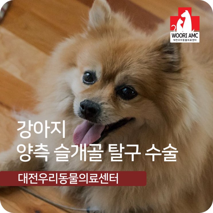  대덕구에서 잘하는 동물병원 : 강아지 양측 슬개골 탈구 수술