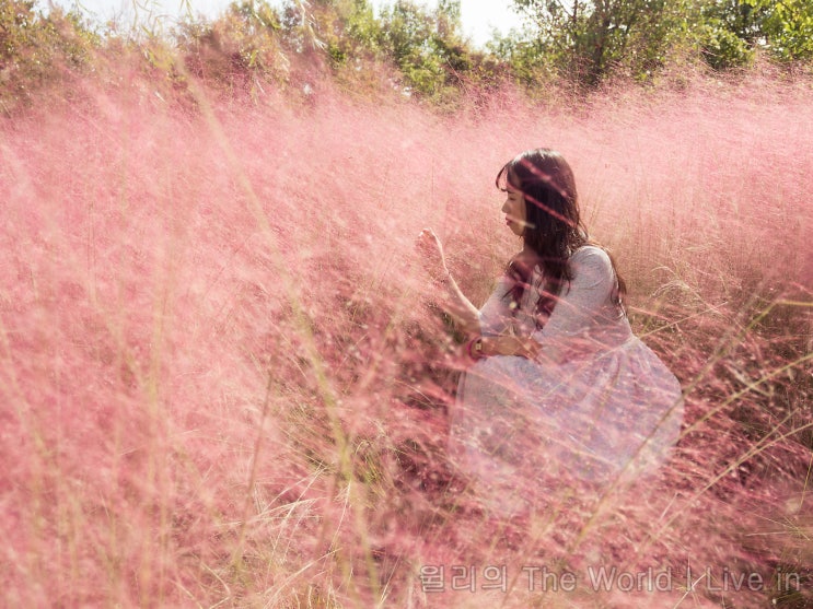 대전 가볼만한곳 핑크뮬리에서 인생 사진 찍으러 한밭수목원 어때요