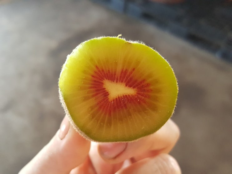  레드키위, 신맛이 없어 달콤한 레드키위 판매, 이벤트 진행합니다