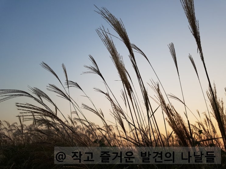  서울 억새축제 안에서 가을정취 느껴봐요.