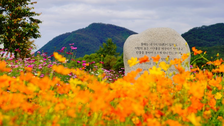  남양주 물의 정원 -황화 코스모스
