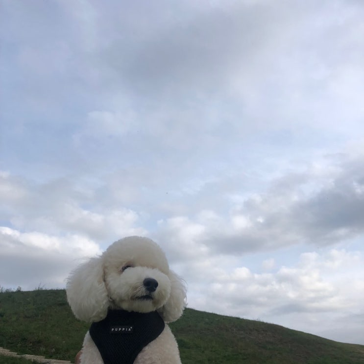 강아지 댕댕이 애완용 강아지 반려견 자랑