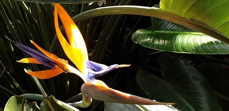  極樂鳥花(극락조화)