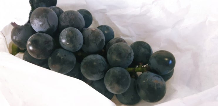  양촌 누산리 포도밭에 다녀왔네요.