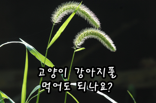  고양이 강아지풀 먹어도 되나요?