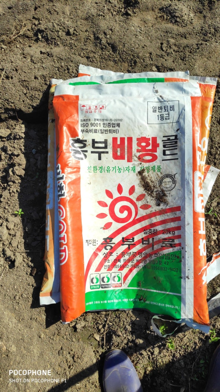  교현농원 마늘 심기