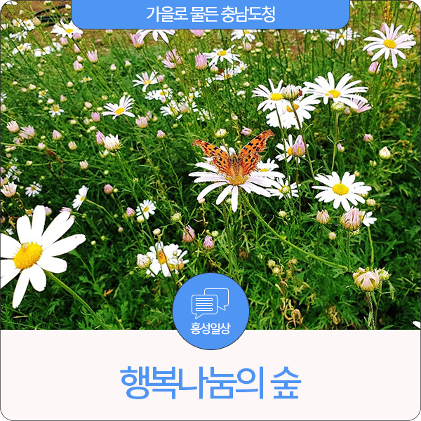  가을로 물든 충남도청 행복 나눔의 숲