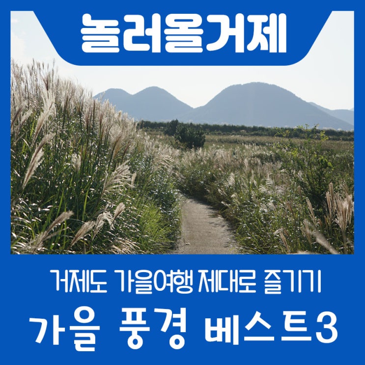  거제도 가을 제대로 즐겨보자_해바라기, 핑크뮬리, 갈대