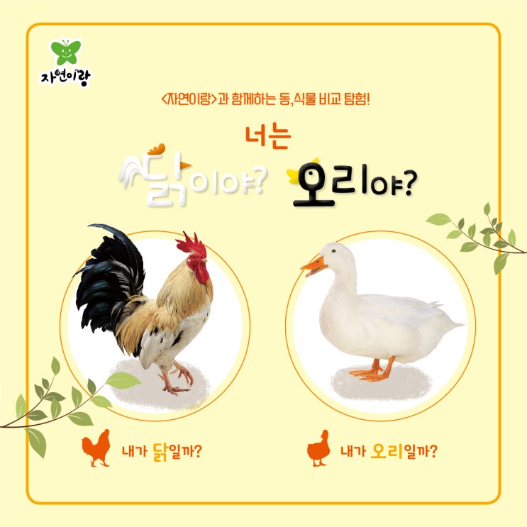  <유아자연관찰책> "자연이랑" 우리 아이 닭과, 오리 구분할 줄 알까요?