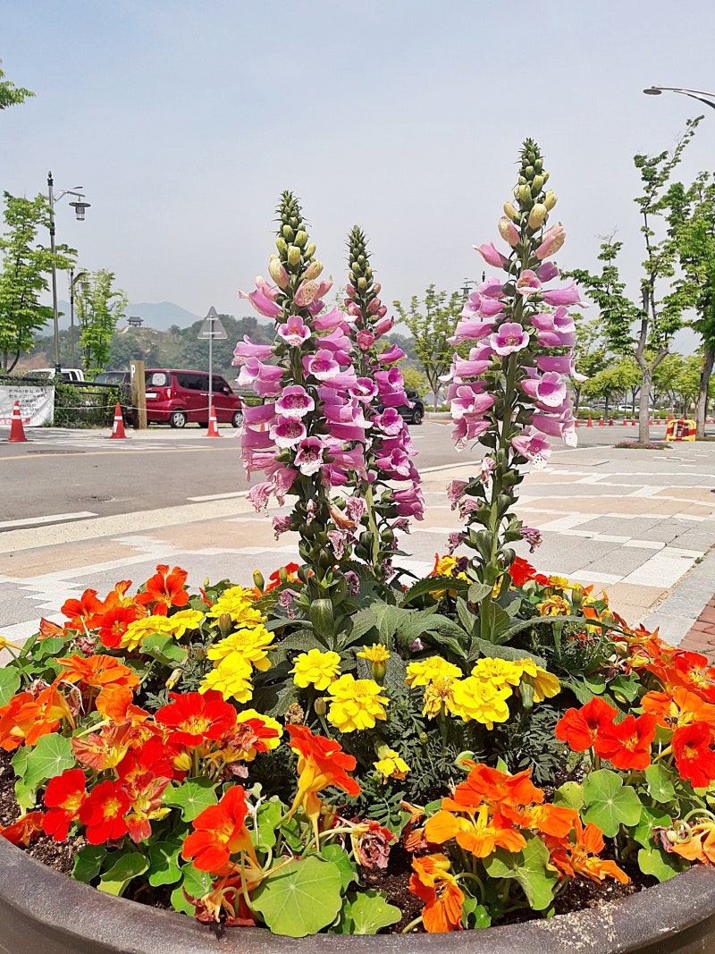 화분이 깨지는 꿈